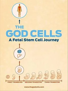 生死之争:胎儿干细胞